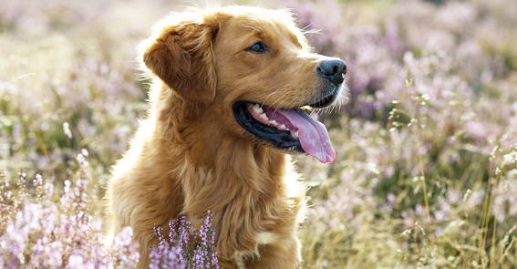 Bachblüten-Therapie für Hund und Mensch, Gleichgewicht, Notfalltropfen