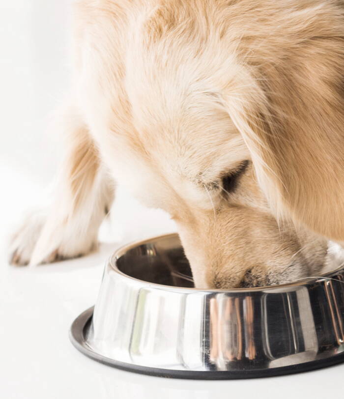 Canine Bowen Technique, komplementäre Therapieform für Hunde, Bachblüten, Hund, Massage, Physiotherapie Hund