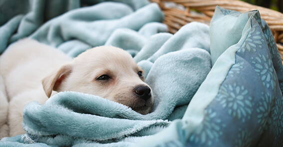 Freilauf, Rückruf-Training, Hundebegenungen, Welpen und Junghund
