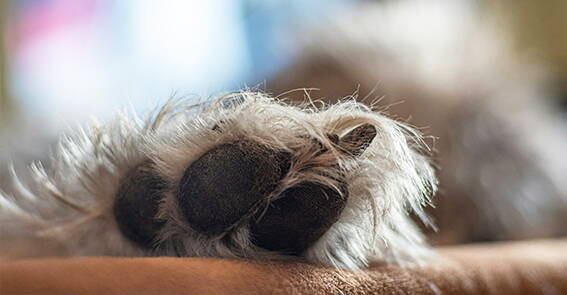 Canine-Bowen-Technique.jpg Canine Bowen Technique, CBT, Meridiane, Faszien, Komplementäre Therapieform für Hunde