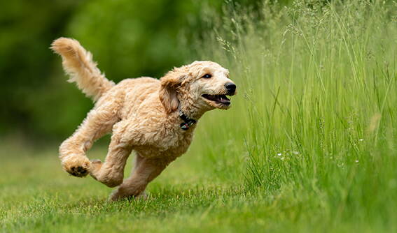 Leinenlaufen, Beschäftigung Hund, Rückruf, Hundebegegnungen