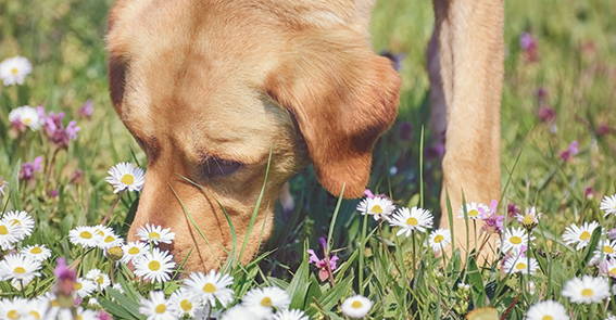 Bachblüten-Therapie für Hund und Mensch, Gleichgewicht, Notfalltropfen