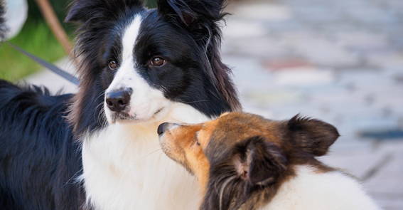 Freilauf, Rückruf-Training, Hundebegenungen, Welpen und Junghund