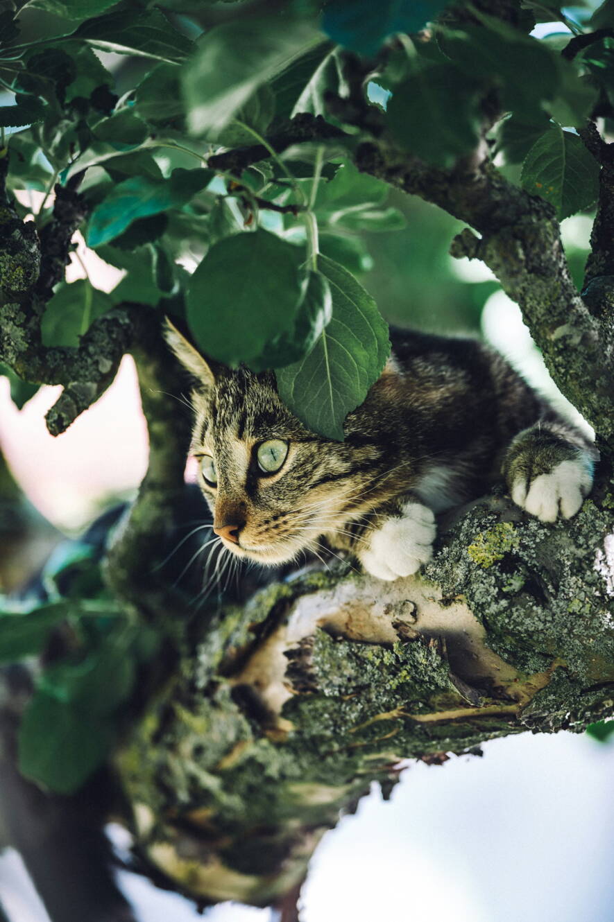 katze.jpg